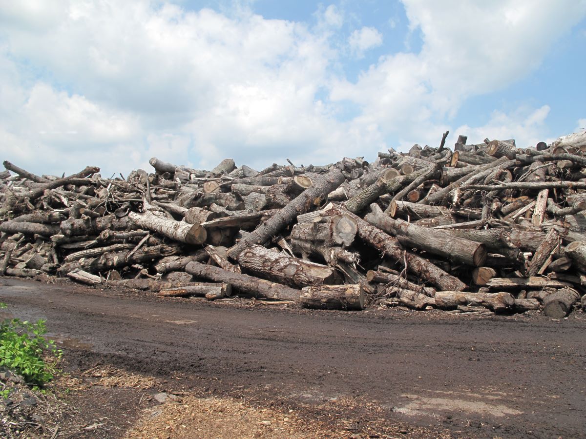 Hurricane Sandy Trees