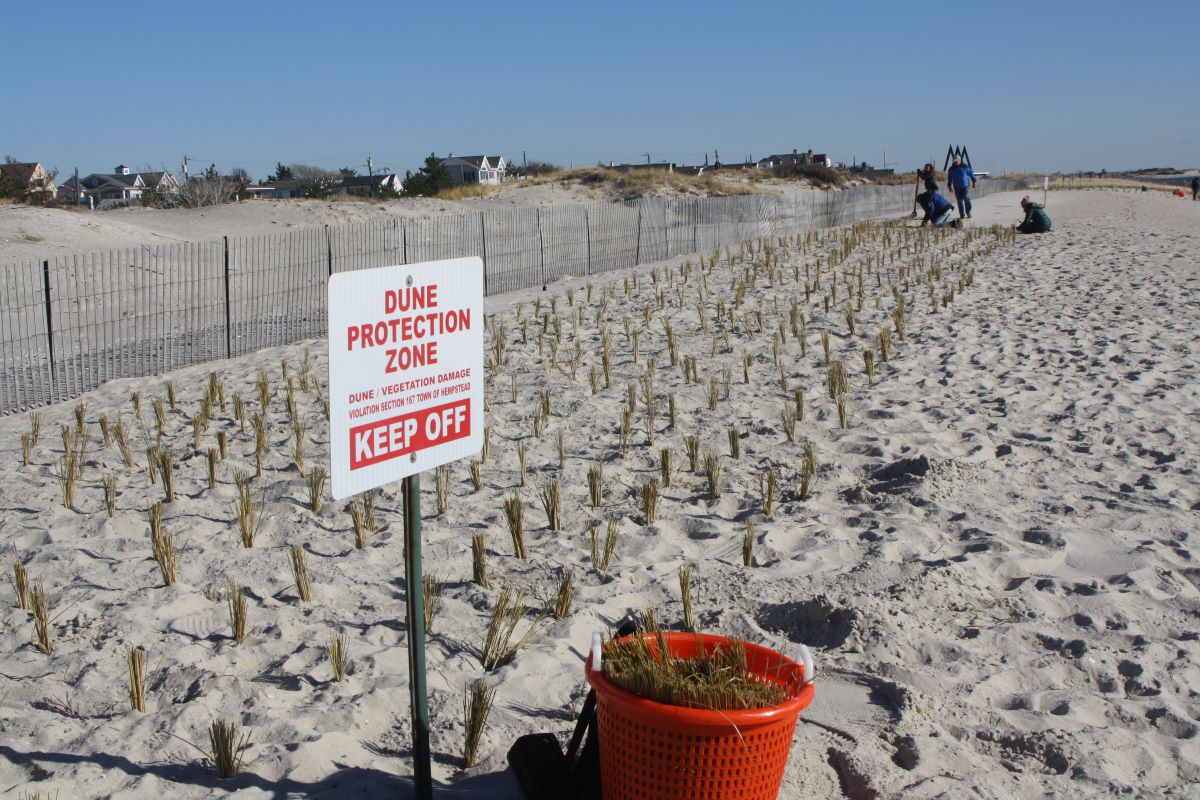 Point Lookout Beach Planting [1/2]
