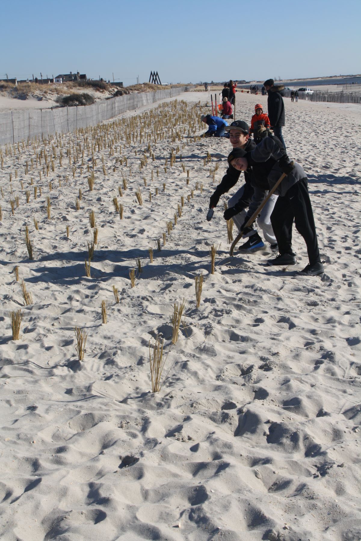 Point Lookout Beach Planting [2/2]