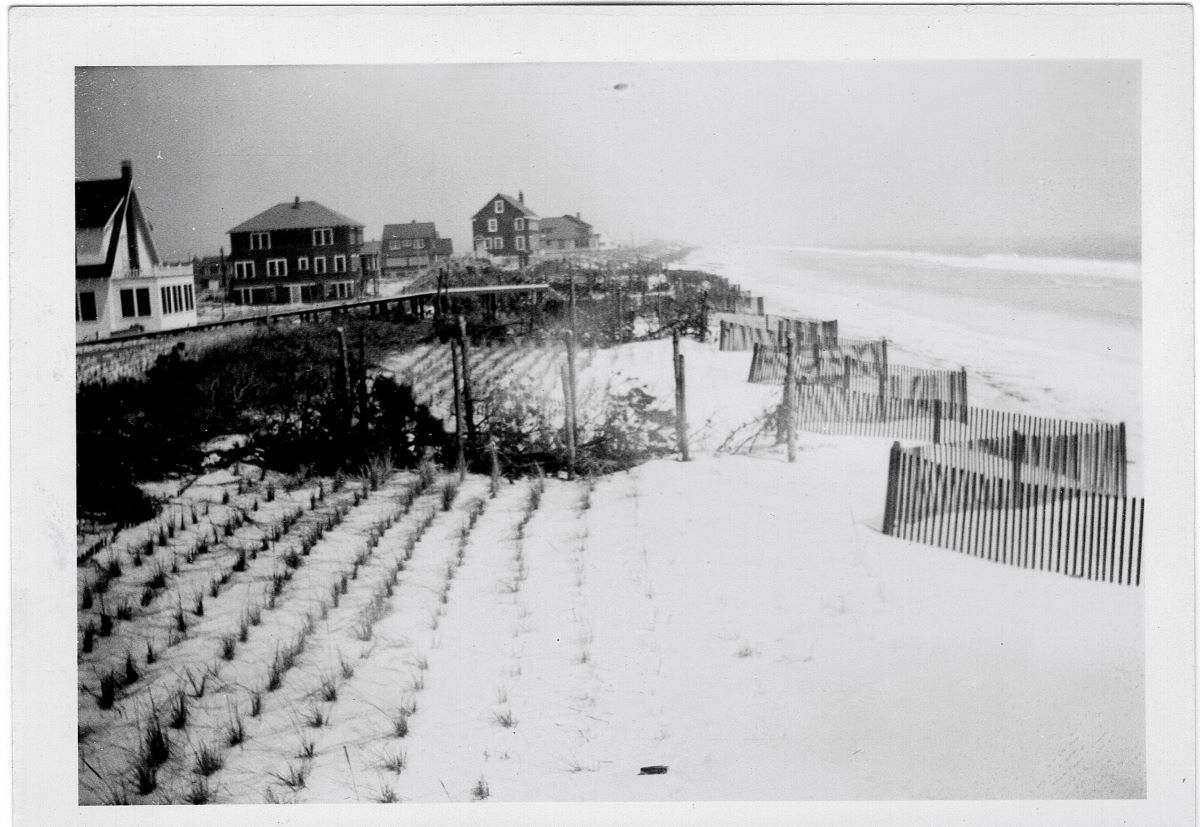 Ocean Beach plantings 