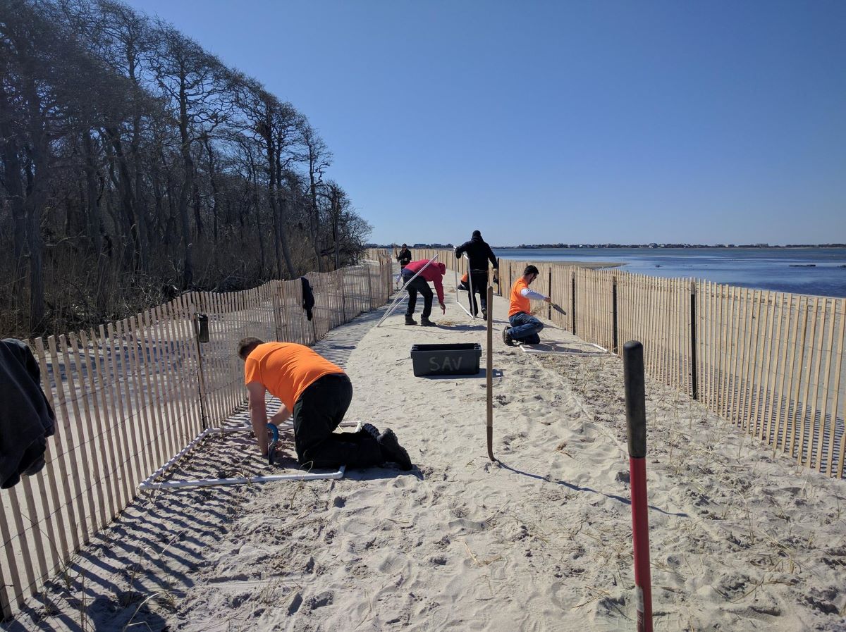 Shinnecock Bay Beach Planting